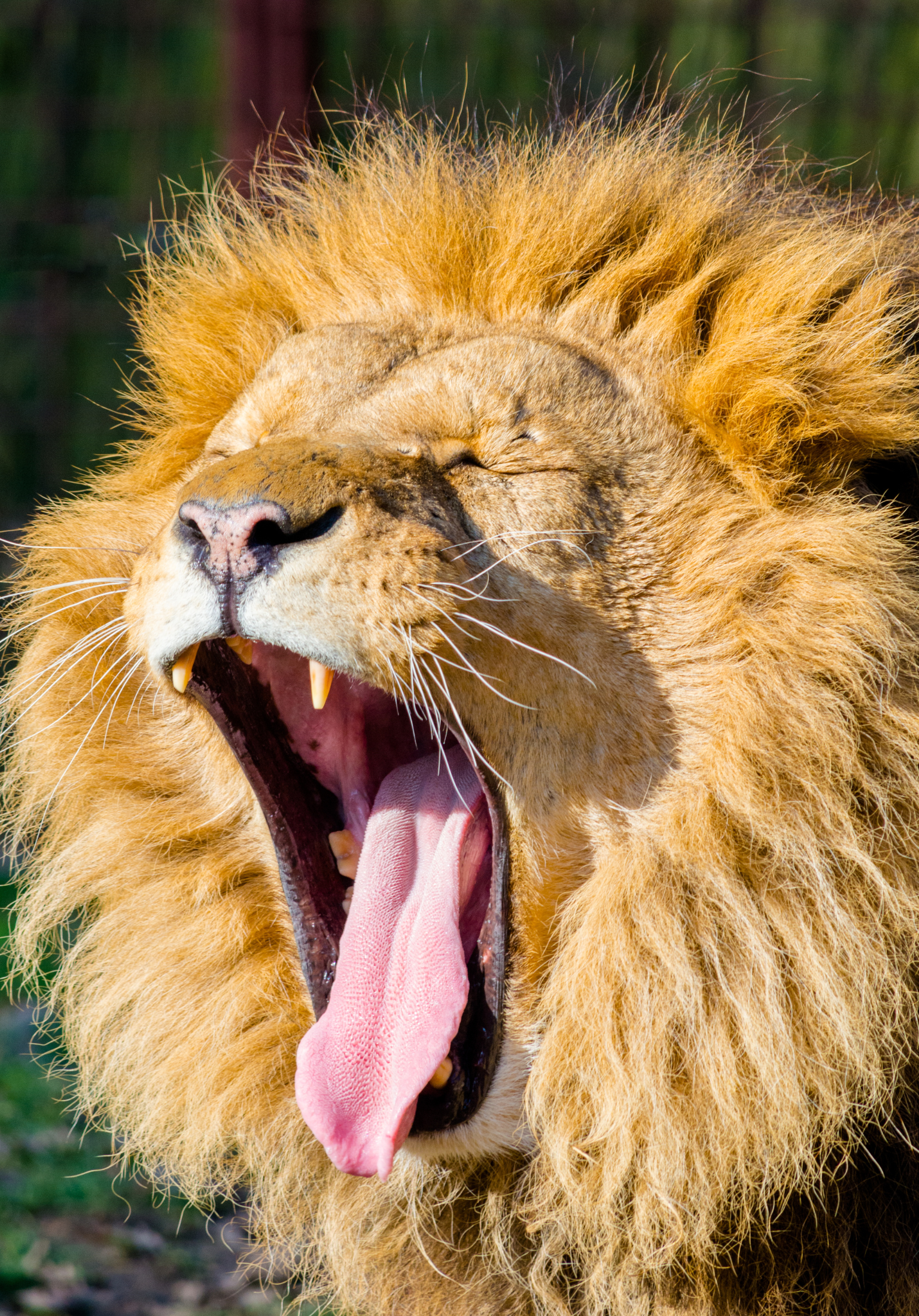 Practicing the Lion's Breath Breathing Technique with Children