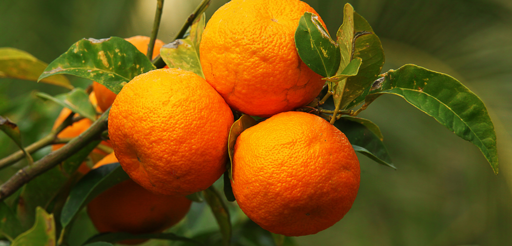 Petitgrain- Bitter Orange Tree