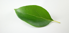 Ravintsara Leaf