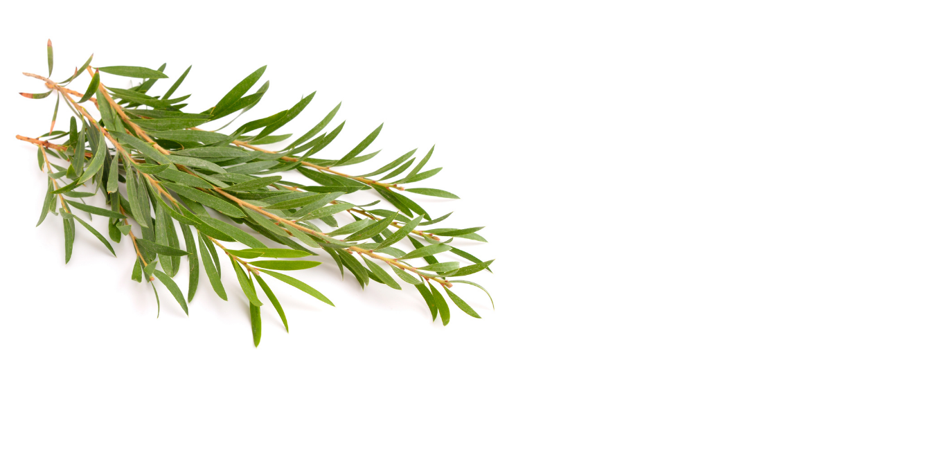 Mea Tree Tea Tree Oil Plant